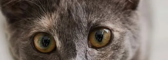 Olhos âmbar de um gato cinza, em close