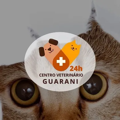 Gato de olhos claros em close