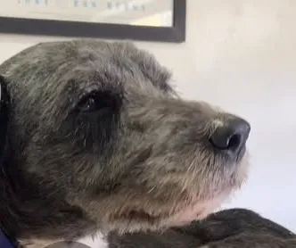 Bob, cão cinza de pelo curto, de perfil, na mesa de atendimento da clínica