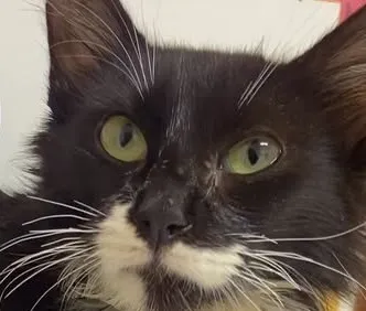 Zulu, filhote de gato preto e branco de olhos verdes, olhando para a câmera