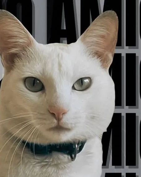 Izzoleto, o gato branco mascote da clínica, de coleira azul, olhando para a câmera