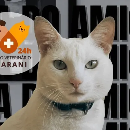 Izzoleto, o gato branco mascote da clínica