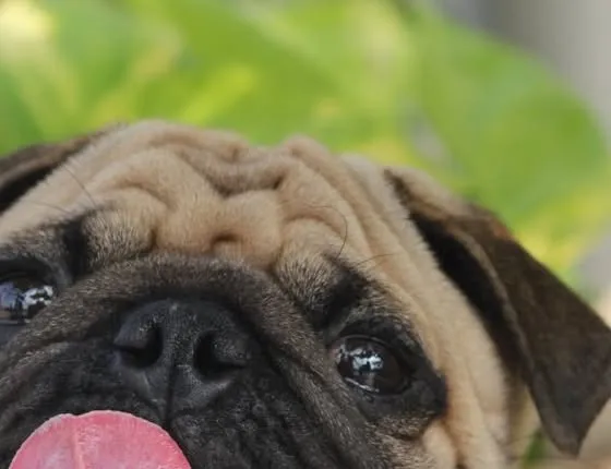 Pug de língua de fora, em close, em post do Instagram da clínica