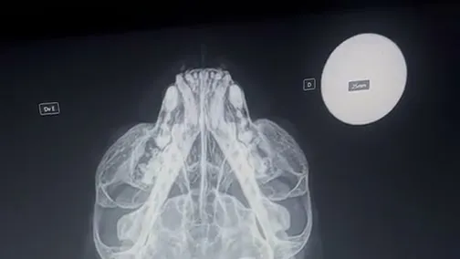 Radiografia digital do crânio de um gato, feita na clínica
