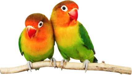 Dois agapornis coloridos lado a lado